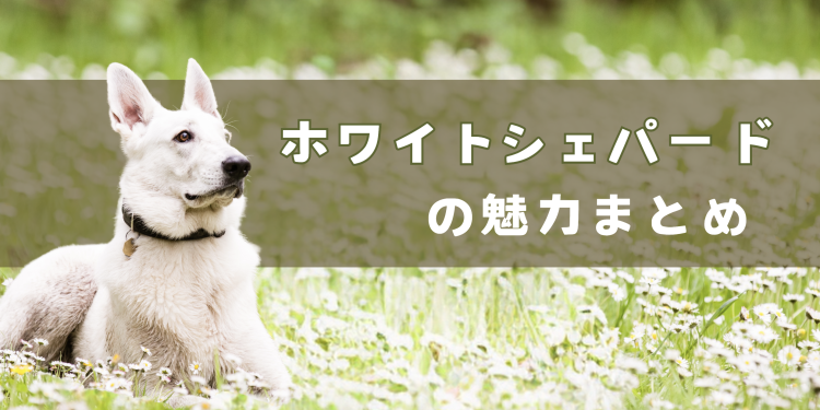 ホワイトシェパードの魅力まとめ